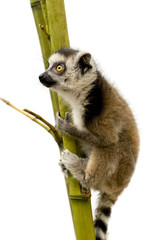 Ring-tailed Lemur (6 weeks) - Lemur catta