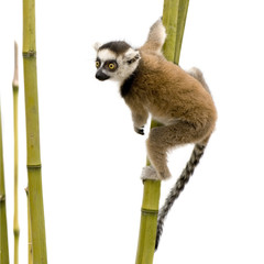 Ring-tailed Lemur (6 weeks) - Lemur catta - obrazy, fototapety, plakaty
