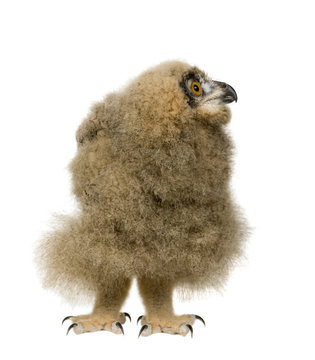 Eurasian Eagle Owl - Bubo bubo (6 weeks)