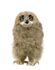Eurasian Eagle Owl - Bubo bubo (6 weeks)