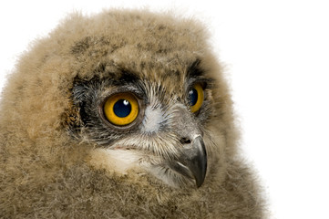 Eurasian Eagle Owl - Bubo bubo (6 weeks)