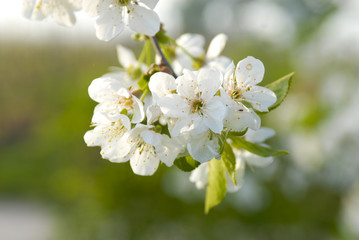 Kirschblüten