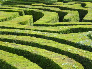 Hedge Maze
