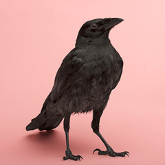 Young Carrion Crow - Corvus corone (3 months)