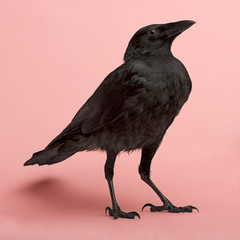 Young Carrion Crow - Corvus corone (3 months)