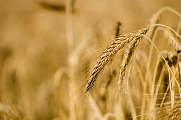 field of wheat