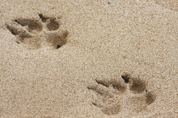 Paw Prints in the Sand