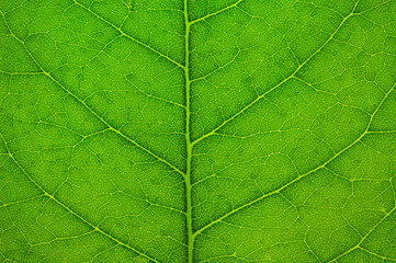Fototapeta na wymiar Anatomy leaf