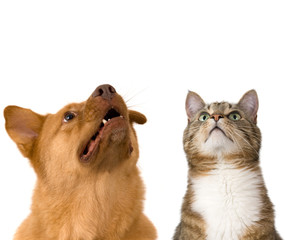 Dog and cat looking up - 8309753