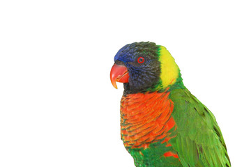 Lorikeet on White