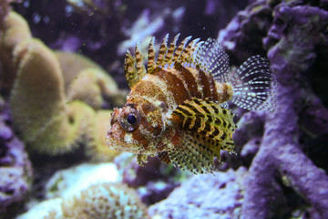 Lion Fish