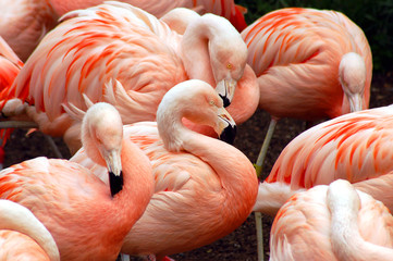 Flamingo flock