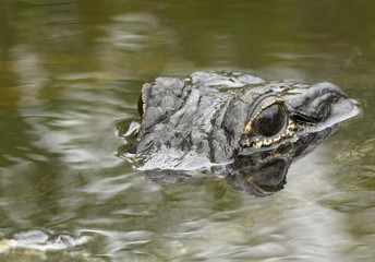 Naklejka premium Stalking Predator