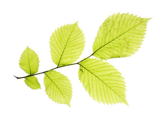 Leaves isolated on white 