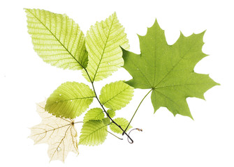 Leaves isolated on white background