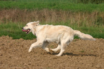 chien courir