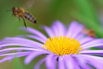 bee