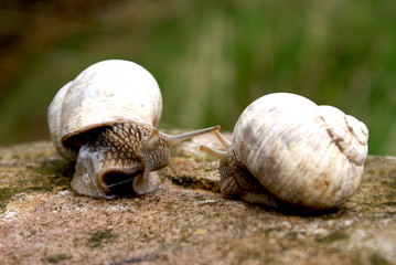 Schnecken