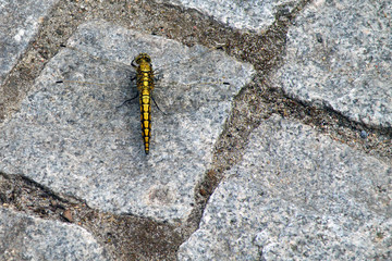 Libelle auf Granitsteinen