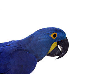 Hyacinth Macaw