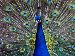 Obraz premium Prachtvoller Pfau