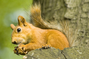 Obraz premium squirrel on a tree