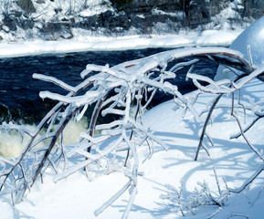 ice storm stricken branches