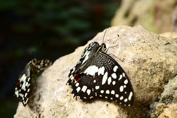 couple tropical butterfly