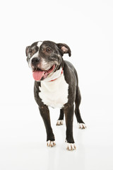 Dog standing on white background.