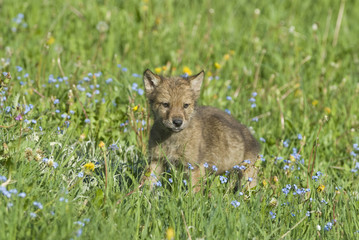 Gray wolf cub