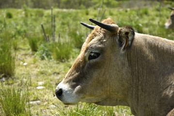 Vache