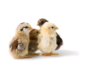 group of coloured chicks
