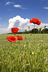 coquelicot et champ de blé