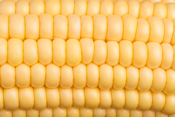 Corn Texture Background