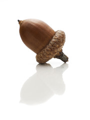 acorn