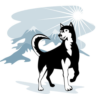 Alaskan malamute