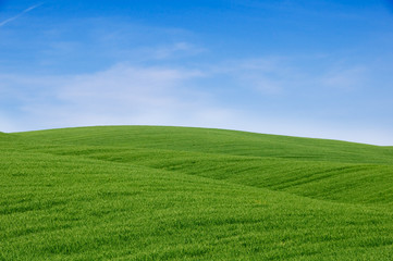 Rolling green hills and blue sky. Tuscany landscape, Italy. - obrazy, fototapety, plakaty