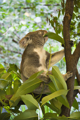 Fototapeta premium Koala in tree.