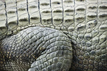 Photo sur Aluminium Crocodile Peau de crocodile.
