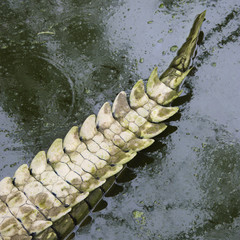 Obraz premium Crocodile tail.