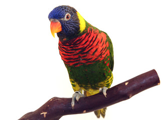 bright colorful parrot on branch