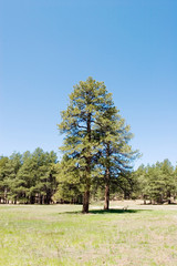 Fototapeta premium Pine trees in the forest