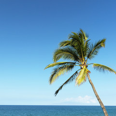 Obraz premium Palm tree and ocean.