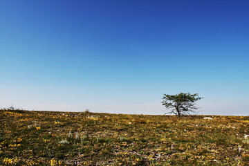 Alone tree in mountain