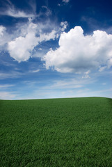 Obraz premium Grassy field