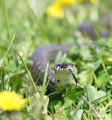 Snake over the green background