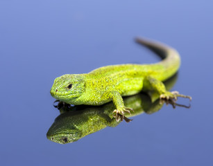 Green lizard over the blue background