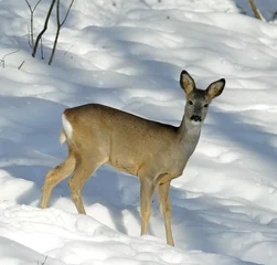 Fototapeten Roe deer © vchphoto