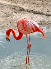Photo sur Plexiglas Flamant Pink flamingo