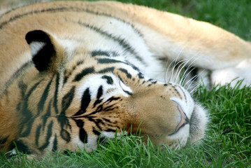 getöte Tiger
